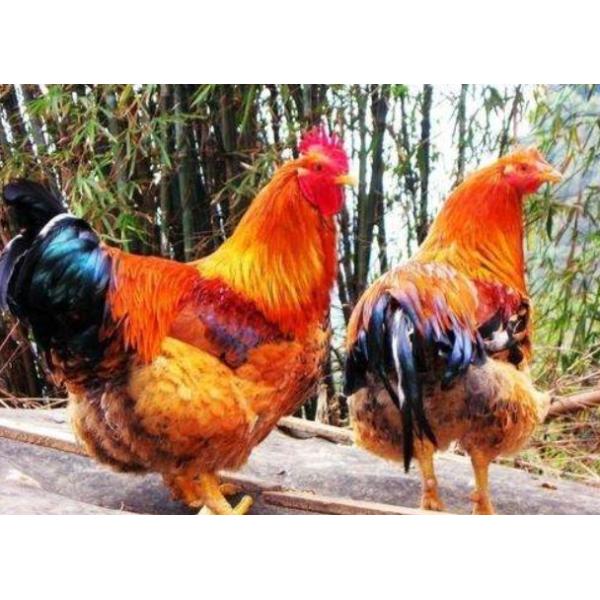 380V Chicken Scalding Machine