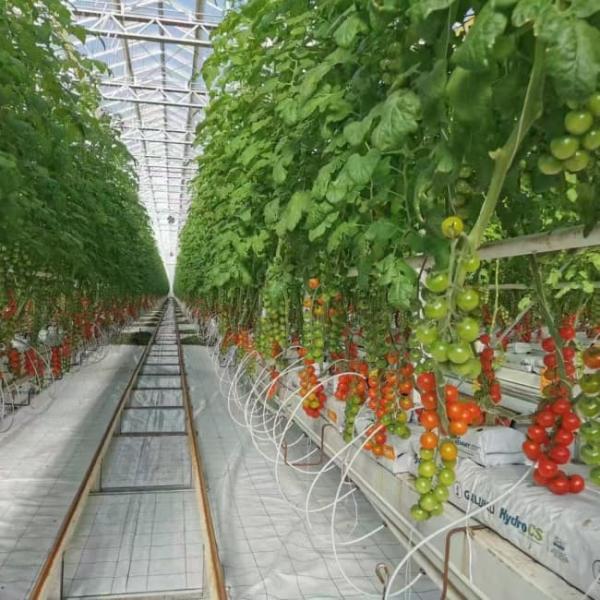 Polycarbonate Venlo Greenhouse for Tomato Substrate Culture