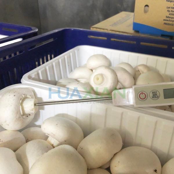 Condensing Units Vacuum Vegetable Cooling Machine, Copeland Compressor Strawberry Fast Cooler Machine
