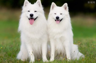 High Grade Dog Food Chicken Flavor Natural Improve Palatability For Pets(852)