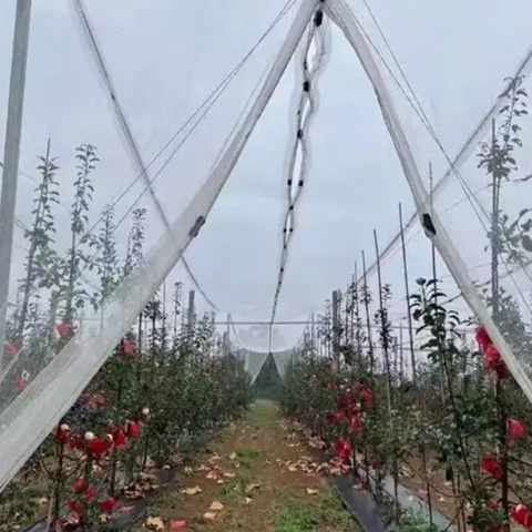 White Orchard Hail Netting For Gardens Offering  Hail And Weather Protection