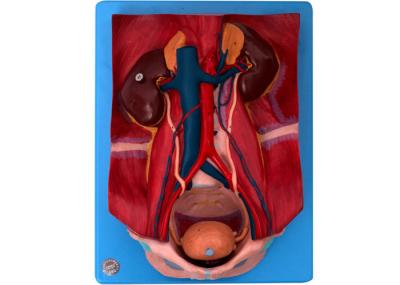 Urinary System Shows Bladder Prostate And Right Kidney For Training