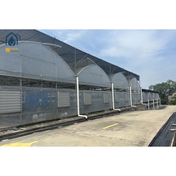 Multi Span Large Commercial Greenhouse Galvanized Steel Organic Farming Greenhouse