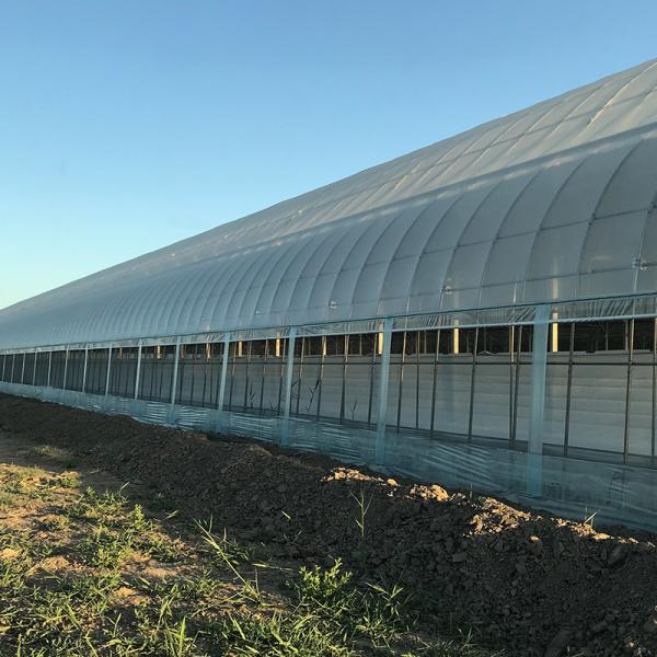 Estufas agrícolas comerciais de grama com sistema de aquecimento eléctrico ou de água