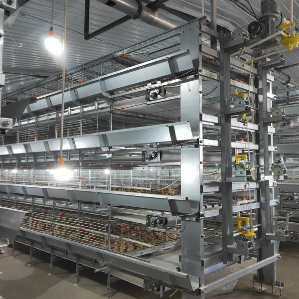 Клетка цыпленока младенца 40000 птиц