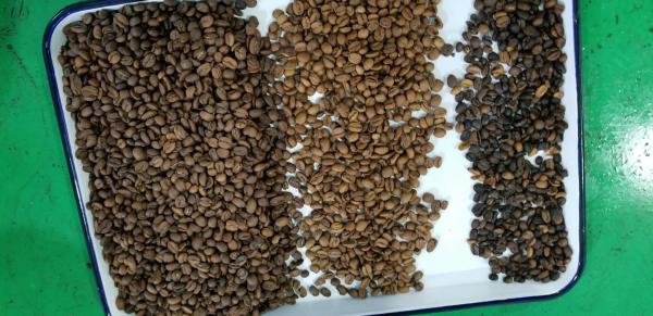 Soja Bean Color Sorter High Output para o arroz das porcas do arroz da grão