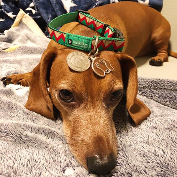 1 Polyester Dog Collar Custom Heavy Duty Woven Elastic Christmas Dog Collar Xl Xs Xxl