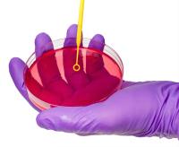 Petri Dish Medical Laboratory estéril superficial liso