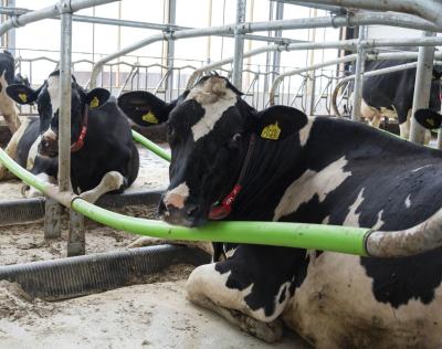 A vaca galvanizada do jérsei do mergulho quente para livre a resistência de aço inoxidável do alcaloide