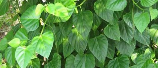 100% natural Cissus Quadrangularis extract (20%). Ketosterones powder