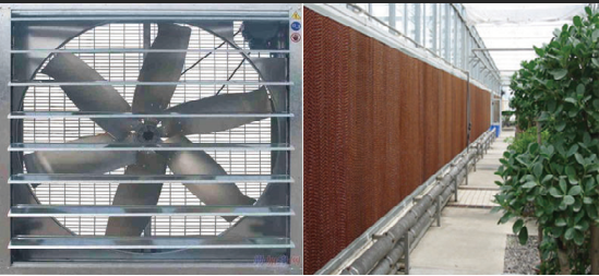 Commercial Lettuce Greenhouse Low Maintenance Weather Resistant