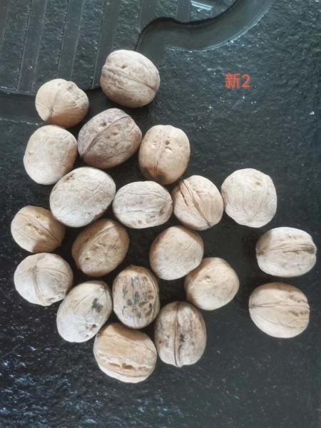 Xinjiang organic walnuts that meet international import standards are sold wholesale