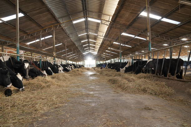 Heavy-Duty Steel Frame Beef Cattle Feedlot Shed with Natural Ventilation and Galvanized Coating