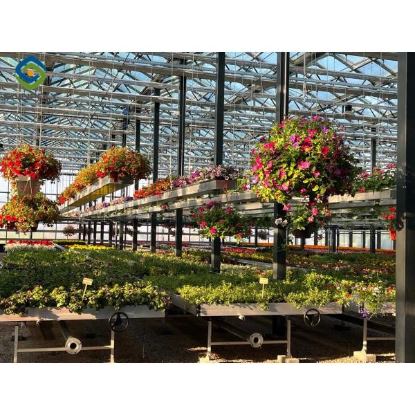 Commercial Automated agriculture Venlo style Greenhouse Invernadero Dutch type