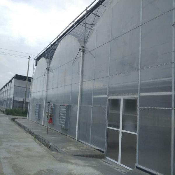 Agriculture Natural Ventilation Greenhouse Temperature Control Multi Span Greenhouse