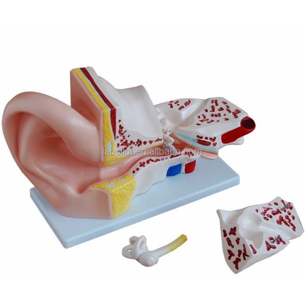 4 Parts Giant Ear Model Anatomical Demonstration for Medical Science Demonstration