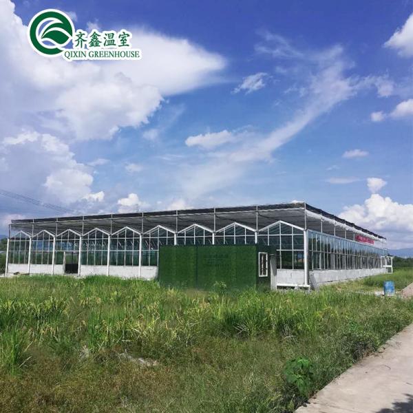 Multi-Span Agricultural Greenhouses Prefabricated Rain Shelter for Tomato Cultivation