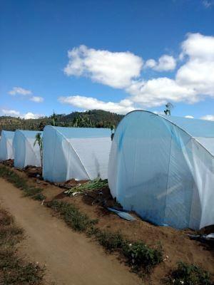 A tela não tecida tratado contra traças da agricultura para o vegetal protege bens