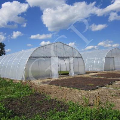 Folha plástica do túnel padrão clássico da estufa que cobre o crescimento vegetal