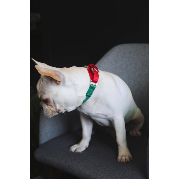 Custom Green 1.5 Inch 2 Inch Wide Nylon Dog Collars With Metal Buckle