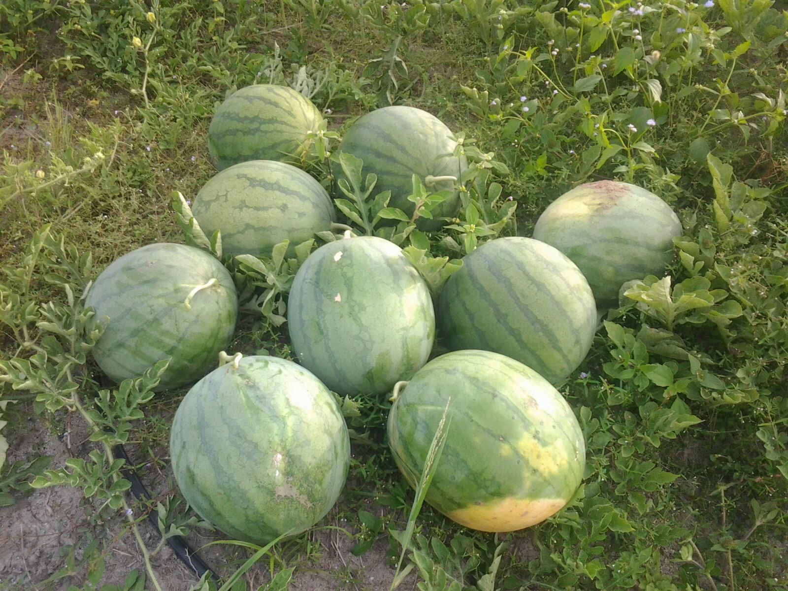 New One Big Size Seedless Red Watermelon Seeds Chinese Vegetable Seeds W01