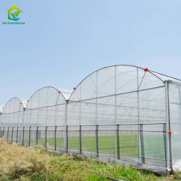 Estufa plástica do multi tomate hidropônico do período coberta do filme plástico de 150 mícrons