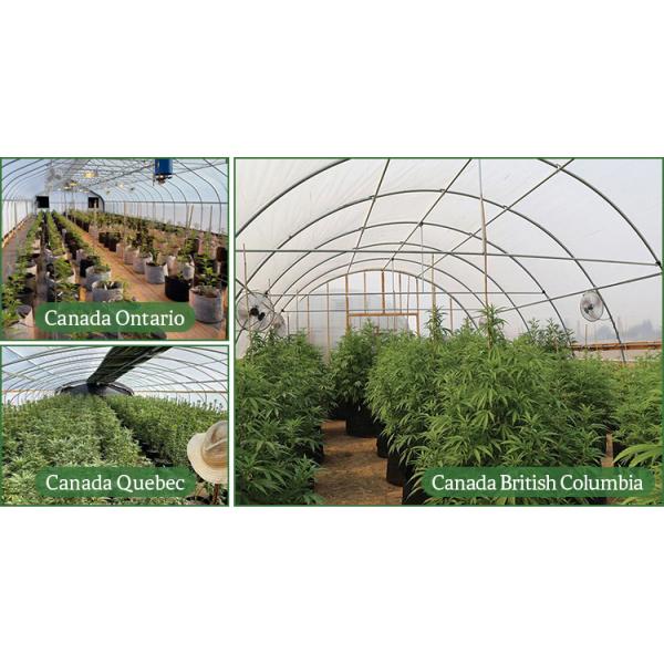 Frutas de invernadero de tomate con panel de diseño de PC ventilado túnel de invernadero marco metálico