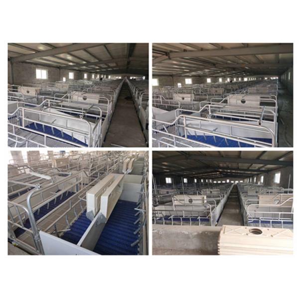 New Design Pigs Gestation Crate for Sows Gestation Stalls Animal Cages