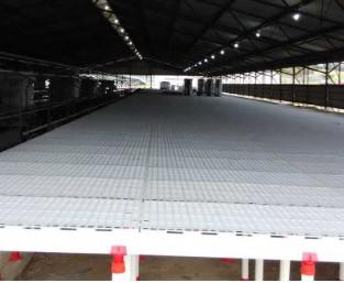 Grelha automática Mesh Poultry Slat Flooring de raspagem ripado