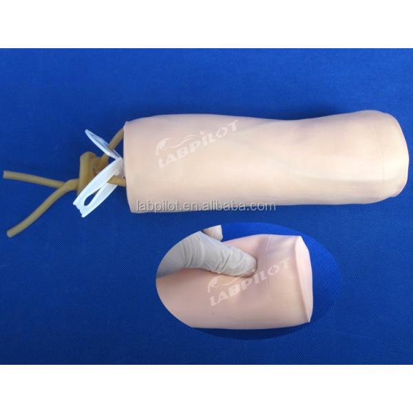 Medical Science Venipuncture and Blood Transfusion Practice Model with IV Elbow Model