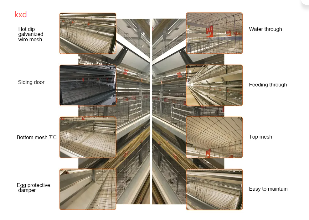 Corrosion Resistant Hot-dip Galvanized Layer Chicken Cage with High Egg Laying Rate for Poultry Farming