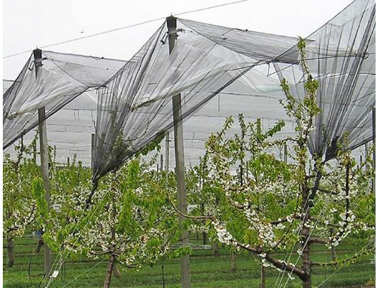 HDPE PE Material Anti Frost Net For Fruit Protection Length 50m 120m