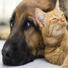 600W дом Ues около ультракрасного сплава алюминия прибора терапией света СИД