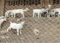 14 maillon de chaîne en métal de mesure de la mesure 6 clôturant l'acier à faible teneur en carbone