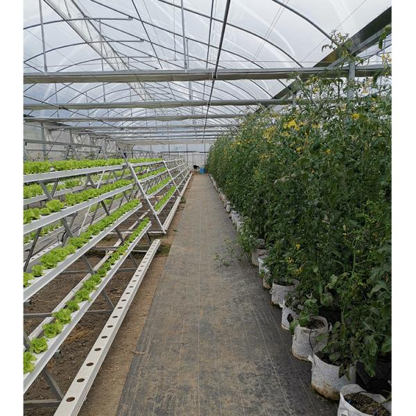 2-5m Shoulder Height High Tunnel Sawtooth Greenhouse for Commercial Plant Cultivation