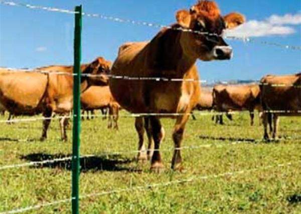 Budget V Mesh Security Fencing Basic Protection