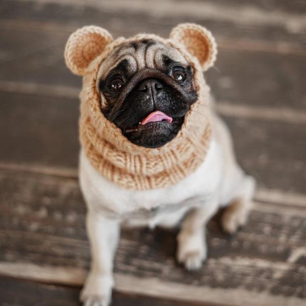 Y-Z Pet Tops Bear Dog's Ear Hood Designer Winter Knitted Snood Large Dog Clothes Hat