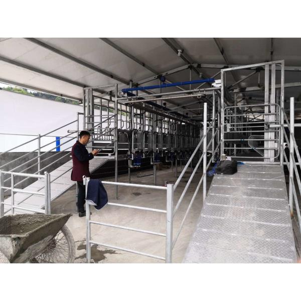 SS304 Goat Milking Parlor Milking Systems Dairy Goat Equipment