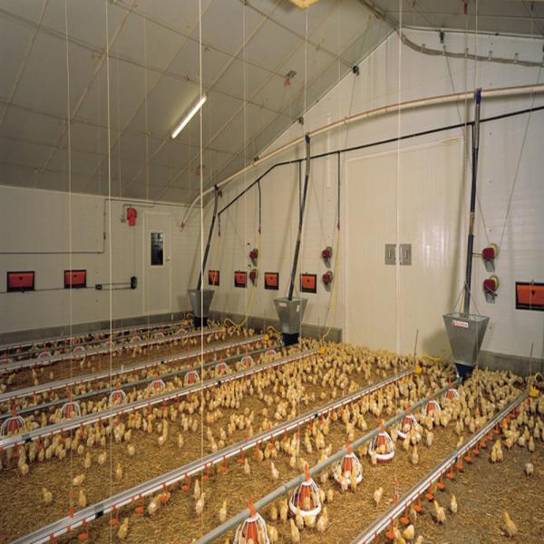 Estructura de acero modular totalmente automatizada Casa de aves de corral Incendiaria Edificios agrícolas prefabricados