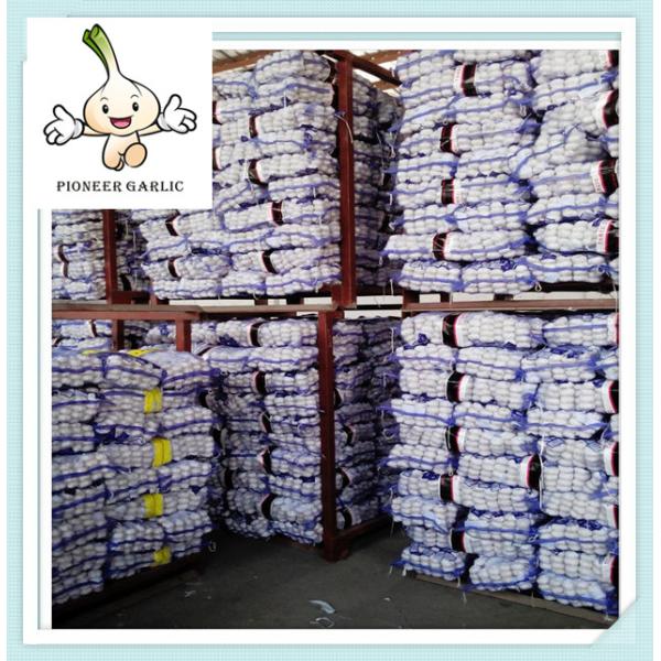 New crop of Solo garlic single clove garlic from China Price of china fresh Garlic