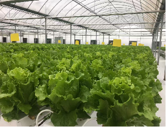 Vertical Lettuce Greenhouse PC Sheet Greenhouse With Hydroponic System