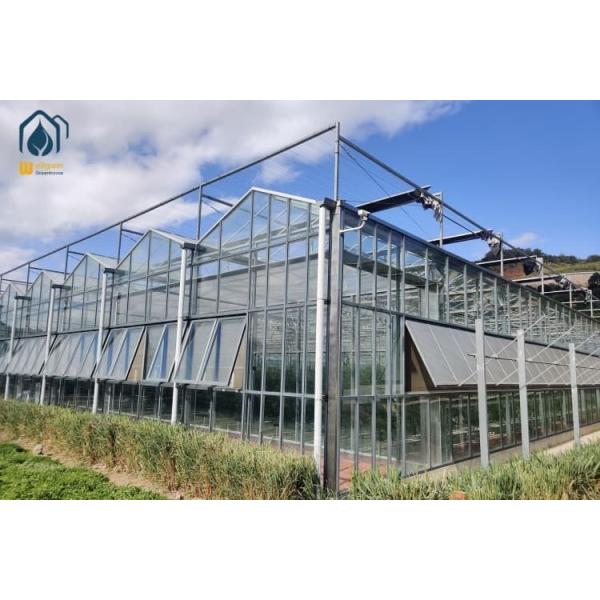 Multi Span Large Glass Greenhouses Commercial Hydroponic Strawberry Greenhouse