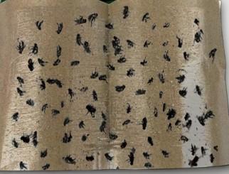 Blocos de fusão a quente de adesivos fortes e especiais para armadilhas para moscas e roedores