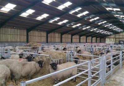 Sheep Pen Poultry Metal Shed Buildings Agricultural Prefab Metal ShedFire Resistant