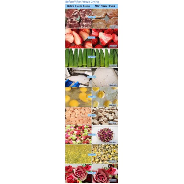 8Kg Commerial Lyophilizer Senova Biotech Home Food Freeze Dryer NovaDryer-HF600