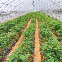 Tunnel en plastique galvanisé extérieur de film de feuille de serre chaude de cadre en acier agricole