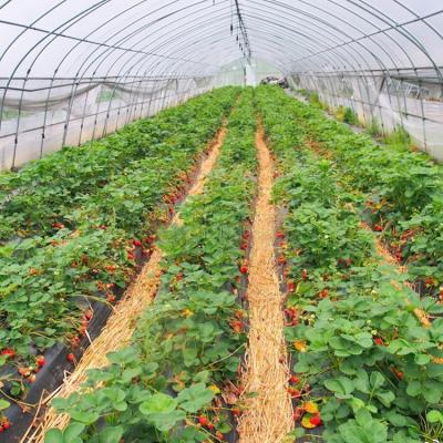 Outdoor Galvanized Steel Frame Greenhouse Plastic Sheet Film Tunnel Agricultural
