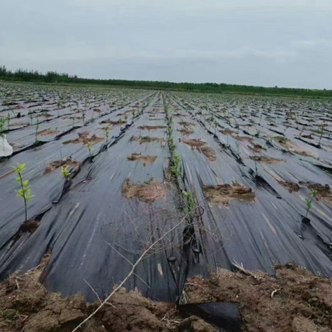 Premium Fabric Ground Cloth Weed Barrier With Superior Permeability Weed Control