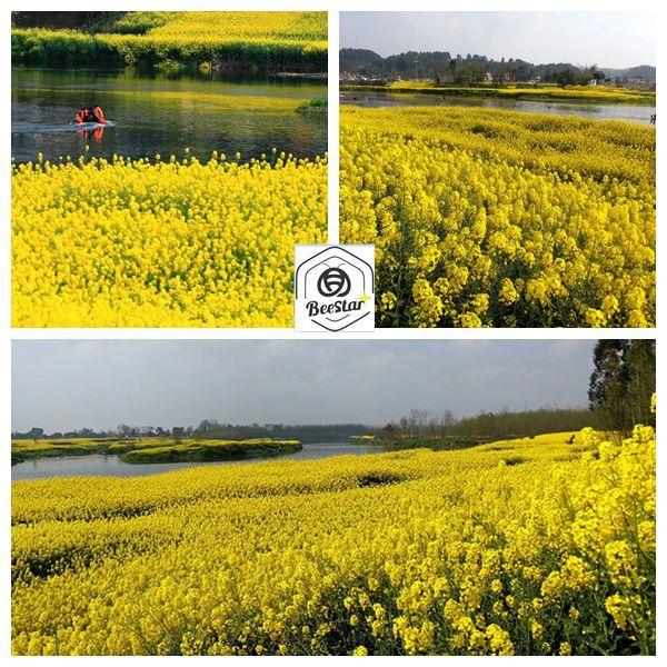 Pure Natural Rape Pollen 25kg Carton for Human Consumption