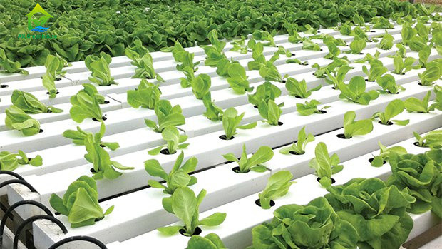 Набор Soilless Hydroponic системы метода фильма питательного вещества Hydroponic обрабатывая землю для балкона